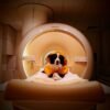 Dogs can tell if you’re angry, scared, or sad