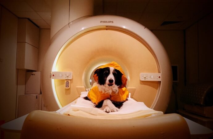 Dogs can tell if you’re angry, scared, or sad