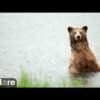 Don’t worry, Katmai’s brown bears didn’t vanish from Brooks Falls