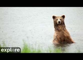 Don’t worry, Katmai’s brown bears didn’t vanish from Brooks Falls