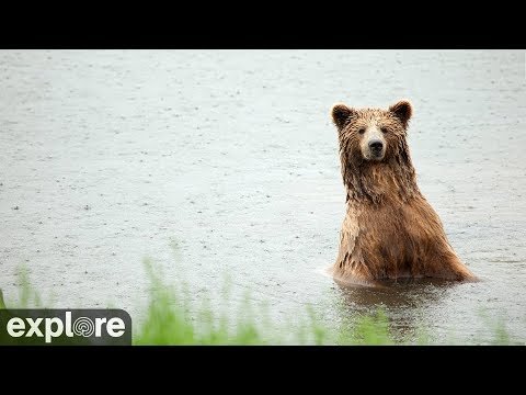 Don’t worry, Katmai’s brown bears didn’t vanish from Brooks Falls