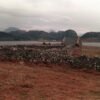 During WWII, England poisoned sheep with anthrax on an idyllic Scottish island
