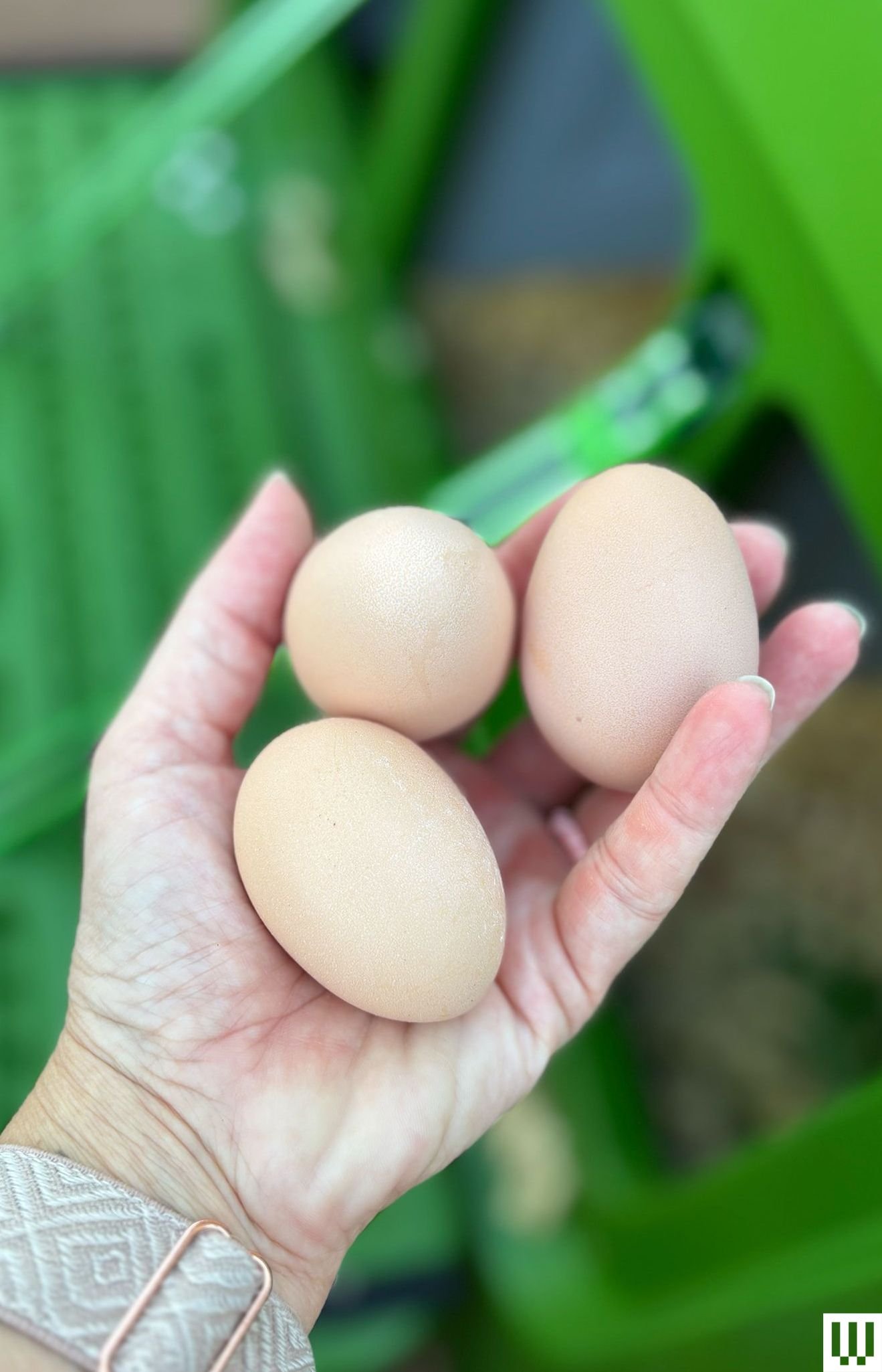 Hand holding 3 eggs with the Eglu Chicken Coop in the background a large green and grey plastic housing unit