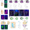 Endocannabinoids facilitate reward engagement through retrograde gain control – Nature