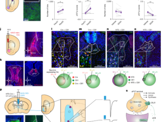Endocannabinoids facilitate reward engagement through retrograde gain control – Nature