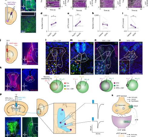 Endocannabinoids facilitate reward engagement through retrograde gain control – Nature