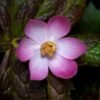 Engineered yeast that make cancer drugs could spare a rare flower