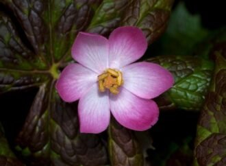 Engineered yeast that make cancer drugs could spare a rare flower