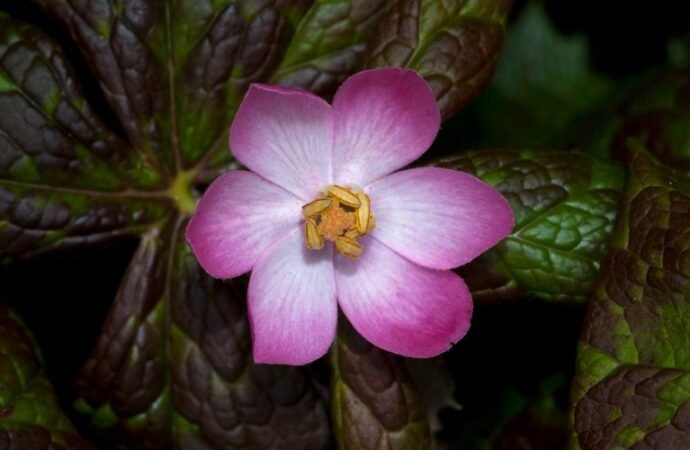 Engineered yeast that make cancer drugs could spare a rare flower