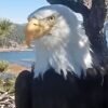 Fans Remember Jackie the Eagle, Who Became a Social Media Star Worldwide: ‘Regal, Fierce, Deeply Devoted’