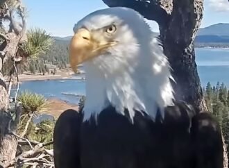 Fans Remember Jackie the Eagle, Who Became a Social Media Star Worldwide: ‘Regal, Fierce, Deeply Devoted’