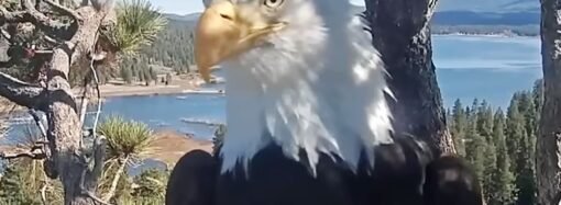 Fans Remember Jackie the Eagle, Who Became a Social Media Star Worldwide: ‘Regal, Fierce, Deeply Devoted’