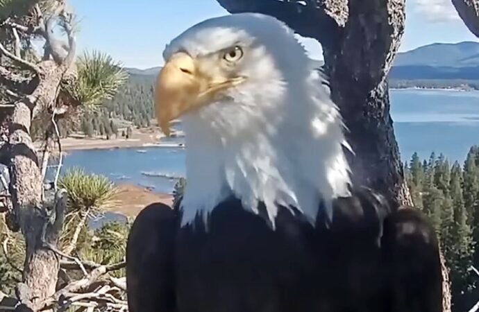 Fans Remember Jackie the Eagle, Who Became a Social Media Star Worldwide: ‘Regal, Fierce, Deeply Devoted’