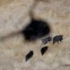 Feral hogs are running wild in 35 states and the Senate is debating whether to triple funding | Fortune