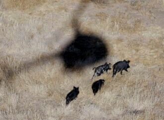 Feral hogs are running wild in 35 states and the Senate is debating whether to triple funding | Fortune