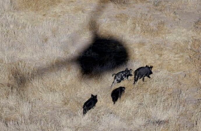 Feral hogs are running wild in 35 states and the Senate is debating whether to triple funding | Fortune