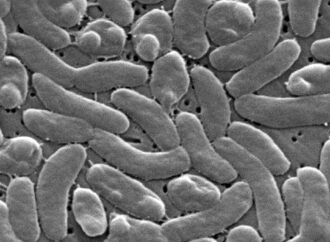 Flesh-eating bacteria infections are surging along the Gulf Coast with five deaths reported in Louisiana | Fortune