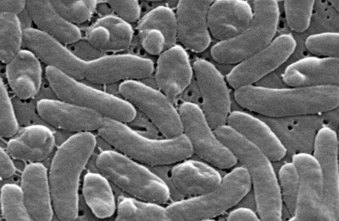 Flesh-eating bacteria infections are surging along the Gulf Coast with five deaths reported in Louisiana | Fortune