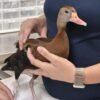 Florida zoo treats a manatee, a duck, and a chick with acupuncture