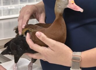 Florida zoo treats a manatee, a duck, and a chick with acupuncture