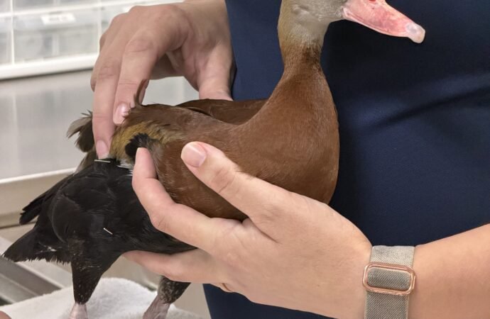 Florida zoo treats a manatee, a duck, and a chick with acupuncture