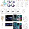 Functional role of skull lymphoid structures in CNS immunosurveillance – Nature
