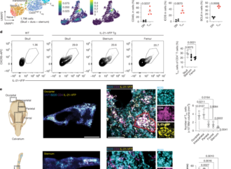 Functional role of skull lymphoid structures in CNS immunosurveillance – Nature