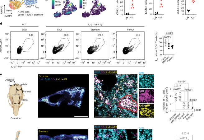 Functional role of skull lymphoid structures in CNS immunosurveillance – Nature
