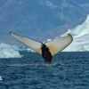 Giant whales move into Greenland waters as ice disappears