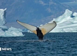 Giant whales move into Greenland waters as ice disappears