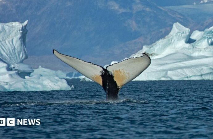 Giant whales move into Greenland waters as ice disappears