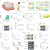 Glucose-responsive probiotics for glycaemic modulation in mice and monkeys – Nature