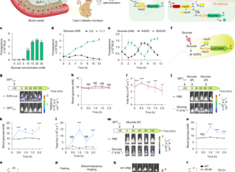 Glucose-responsive probiotics for glycaemic modulation in mice and monkeys – Nature