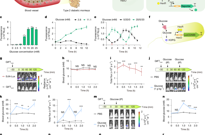 Glucose-responsive probiotics for glycaemic modulation in mice and monkeys – Nature