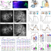 Granule cells reorient cortical trajectories to separate contexts – Nature