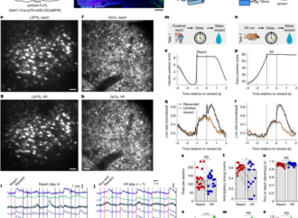 Granule cells reorient cortical trajectories to separate contexts – Nature
