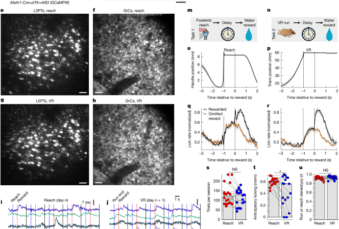 Granule cells reorient cortical trajectories to separate contexts – Nature
