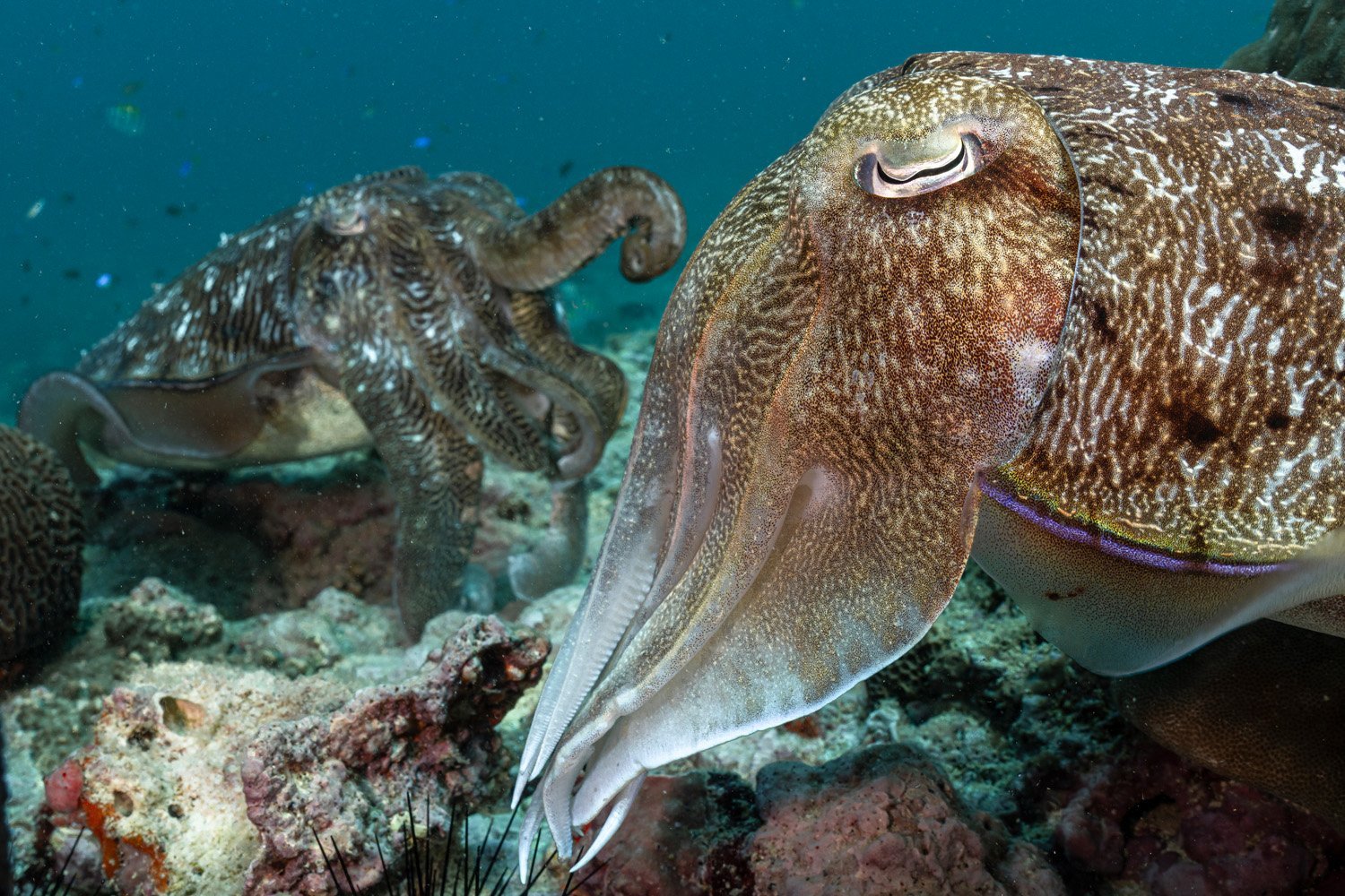 cuttlefish and octopus