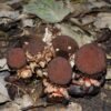 Hermit crab poop spreads a parasitic plant’s seeds