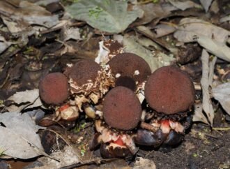 Hermit crab poop spreads a parasitic plant’s seeds