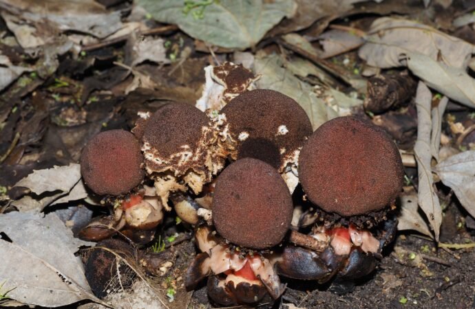 Hermit crab poop spreads a parasitic plant’s seeds