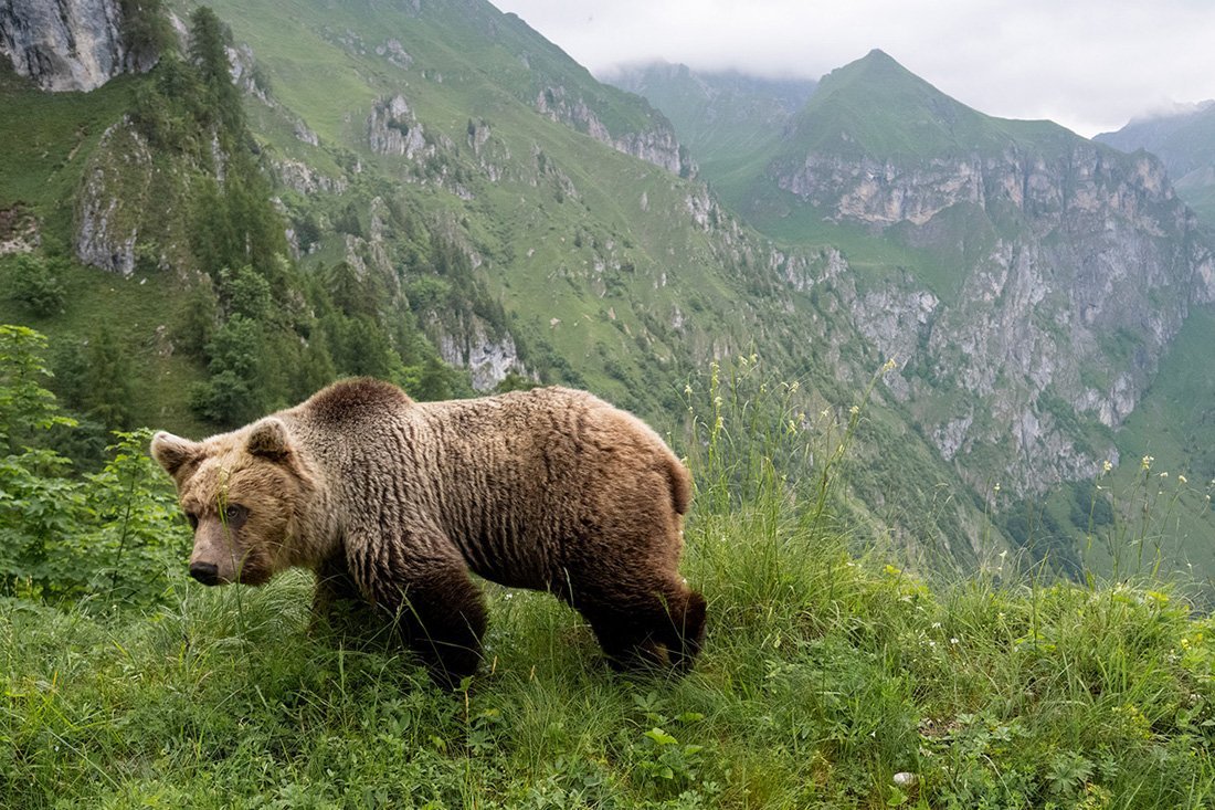 a bear in mountainous area