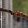 How a sanctuary outside LA has cared for rare, endangered gibbons for a half-century