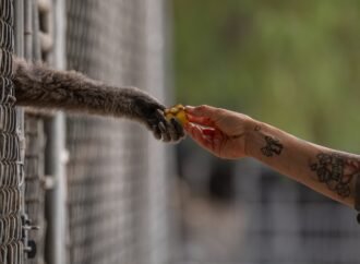 How a sanctuary outside LA has cared for rare, endangered gibbons for a half-century