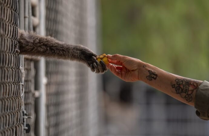 How a sanctuary outside LA has cared for rare, endangered gibbons for a half-century
