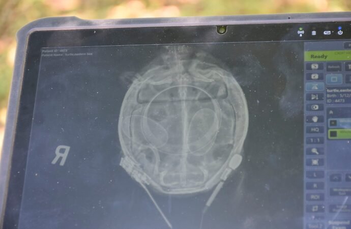 How do you find Eastern box turtle nests? You’ll need a spool of thread.