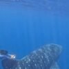 How do you tag the world’s biggest fish? Fins and flexibility.
