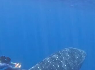 How do you tag the world’s biggest fish? Fins and flexibility.