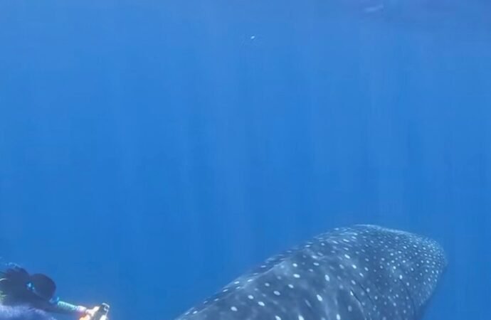 How do you tag the world’s biggest fish? Fins and flexibility.