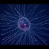 How to watch a live deep-sea exploration in the Pacific